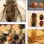 Enfermedades de las abejas más comunes: síntomas, diagnóstico y tratamiento