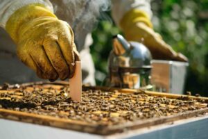 Cómo tratar la varroa en abejas: guía completa para salvar tu colmena